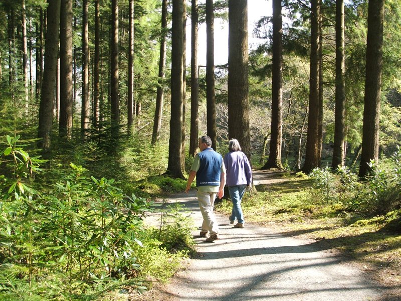 Glanllwyd forestry trail (7)