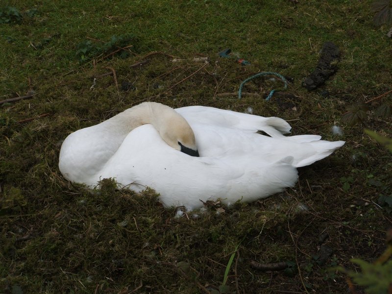 Nesting Swan 2 074