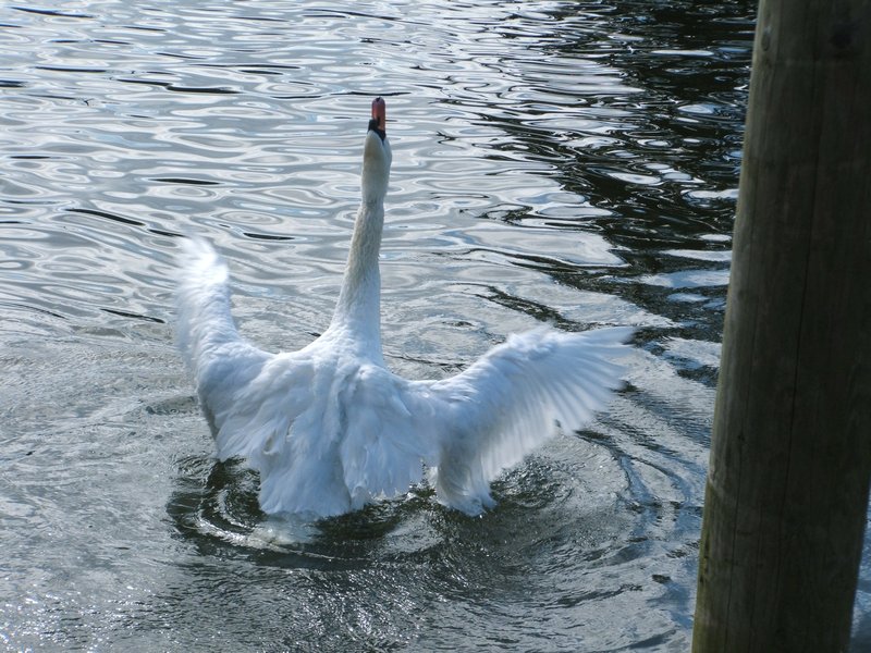 Swan 102