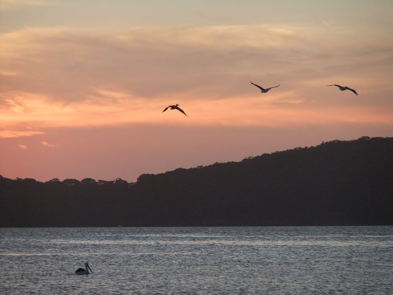 Sunset and Pelicans