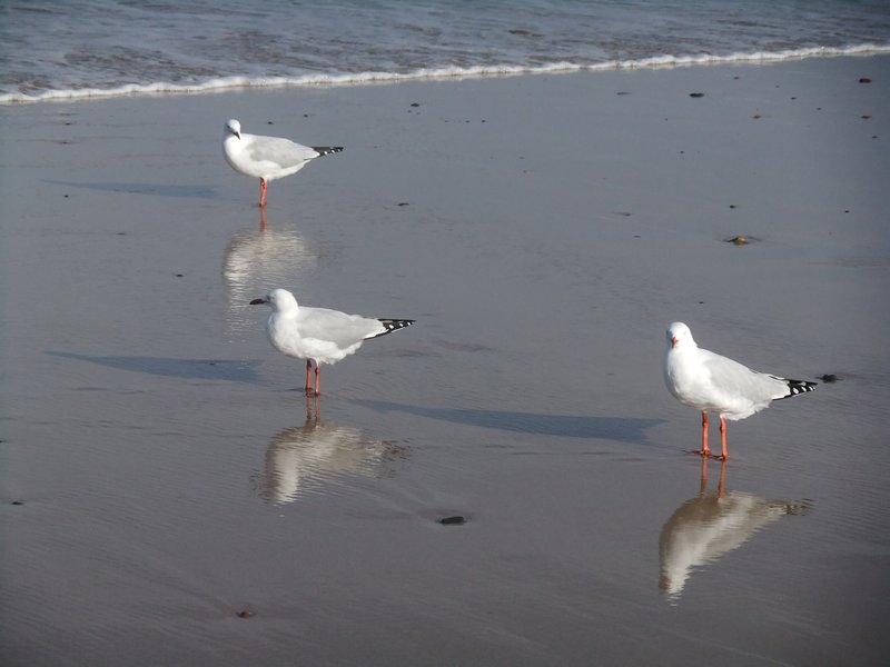 Seagulls and their reflections