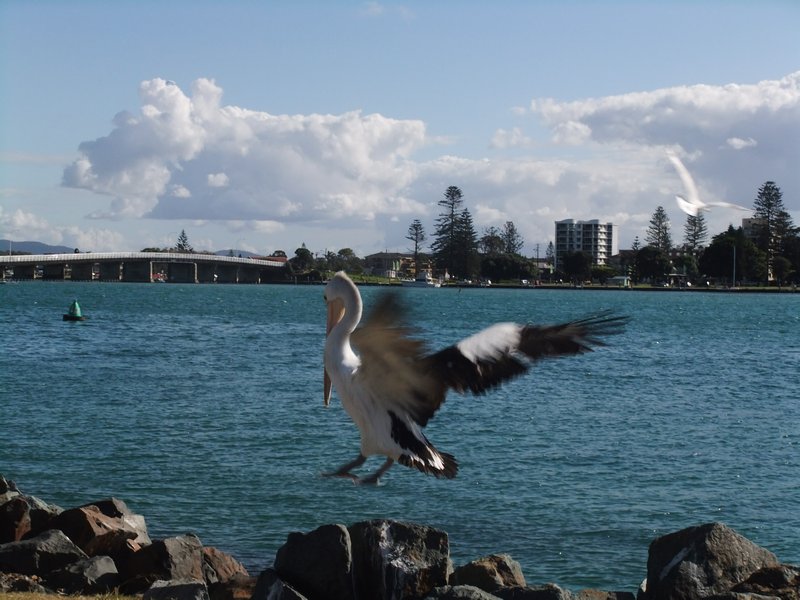 A pelican about to land