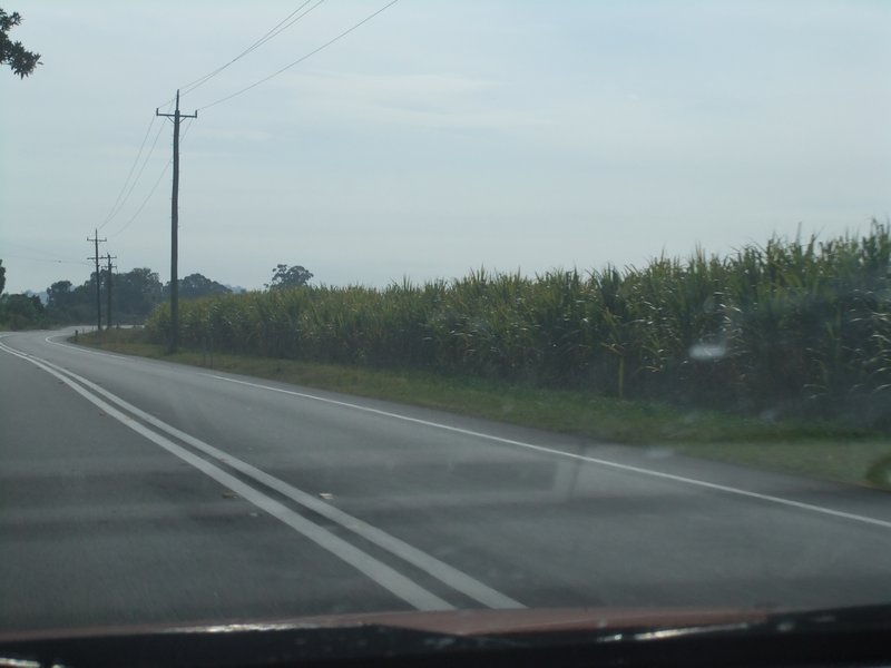 Fields of sugar cane