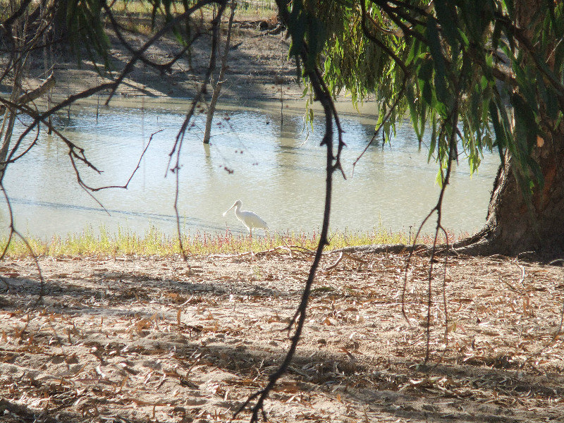 We saw a Spoonbill