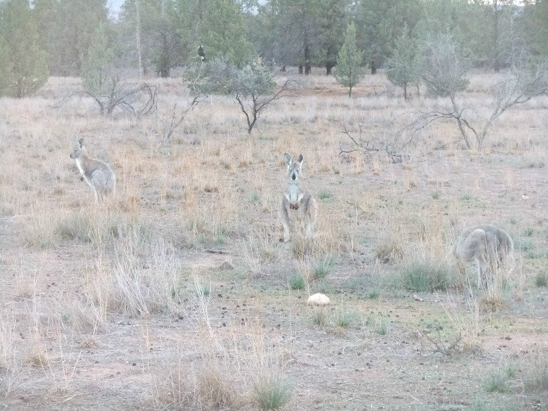 083 Kangaroos