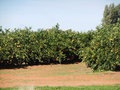055 orange orchards everywhere