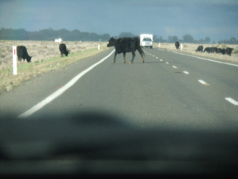 062 Cattle crossing the road