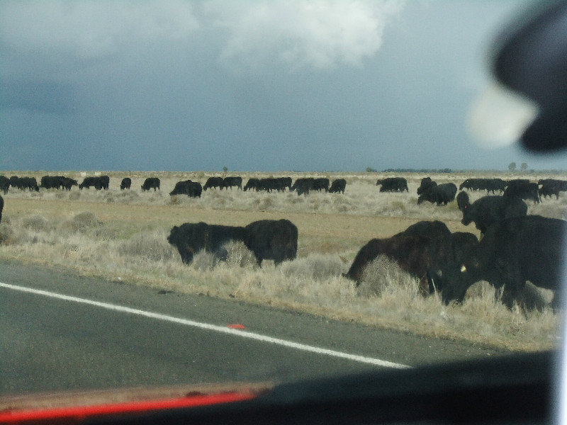 064 More cattle