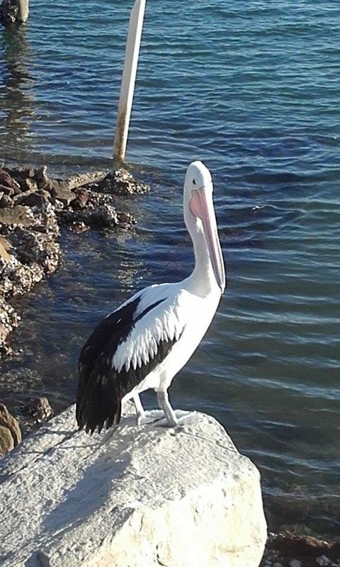 Pelican waiting for some fish heads, near the fish cleaning bench.
