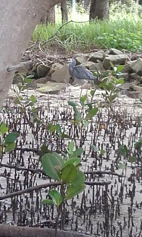 A grey heron in the Mangroves
