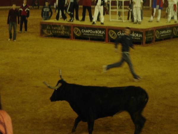 Bull picture #143