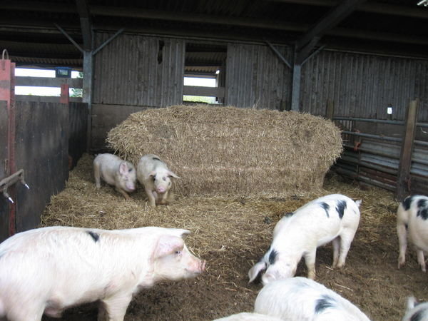 Pigs in a pen 