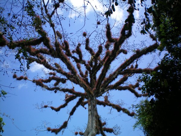 The Mayan Sacred Tree