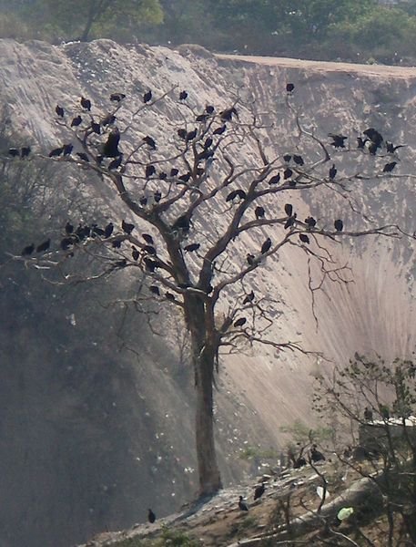 A tree at the dump full of crows