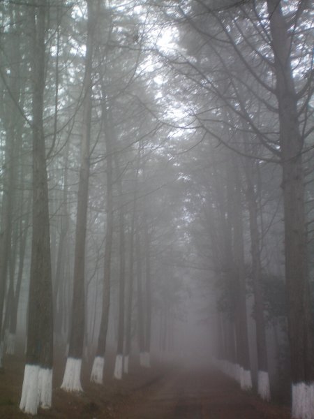 The foggy forest on the top of the mountain