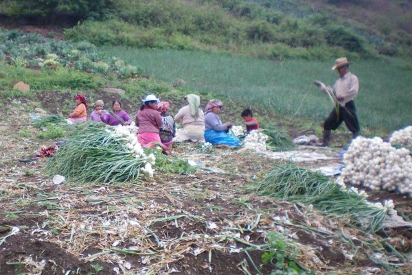 Guatemalans working in the onion field