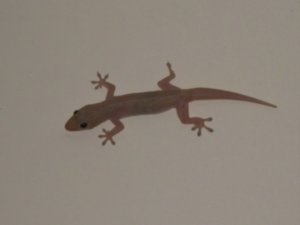 One toe Gecko