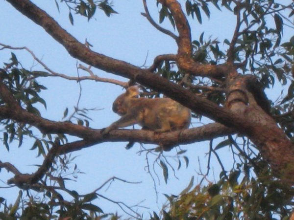 Koala spotted!