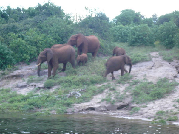 Elephants in the Mud