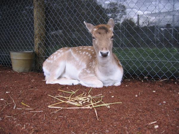 Bambi!!