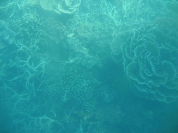 Stag coral on the left