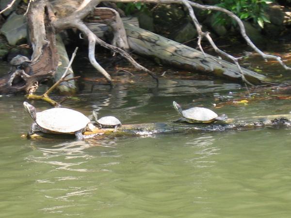 The turtles of Oshashi