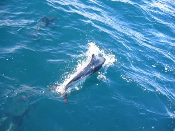 Dolphin re-entry