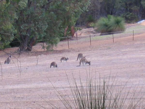 Grazing away