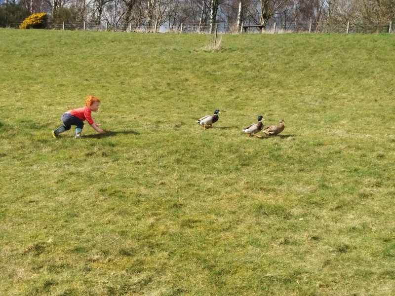 Flynn hunting ducks