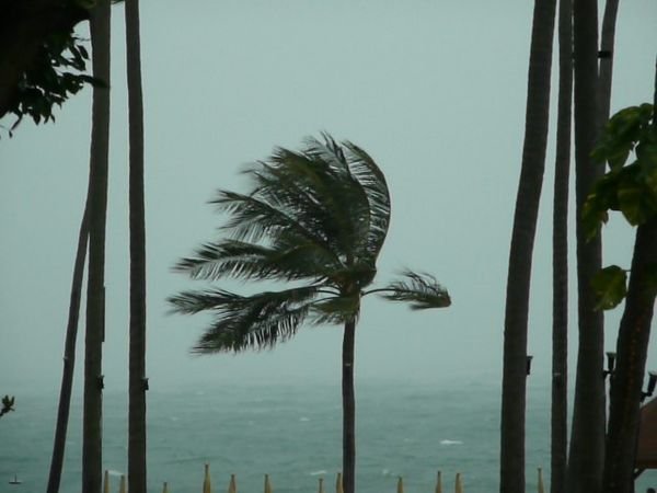 Palm in the Wind
