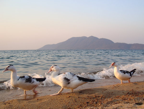 Sunset ducks at Cape Maclear
