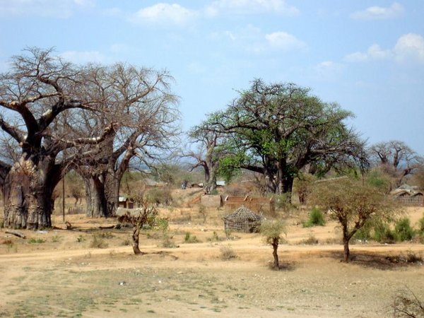 The quintessential African baobab tree