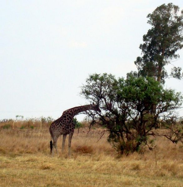 Giraffe in Ruwa reserve