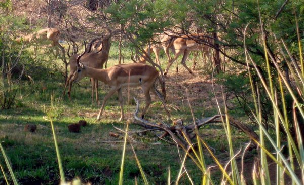 Impalas hanging out in Zambezi National Park