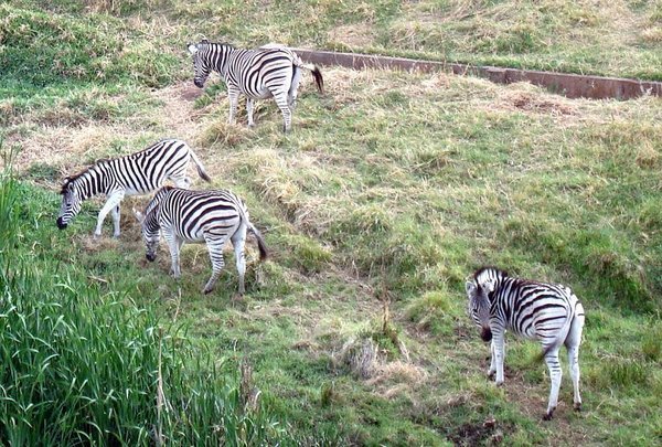 Zebras in the reserve