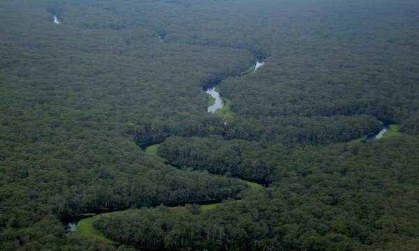 Flying over the forest in Equateur province