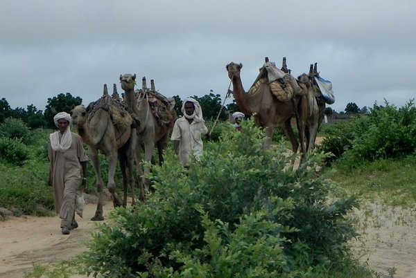 Men leading camels