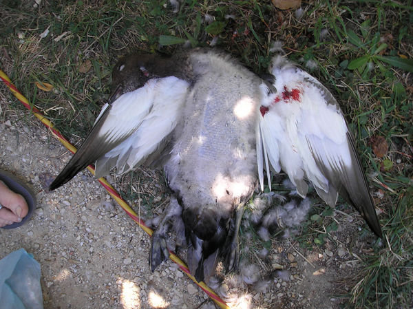 Dead duck half plucked.