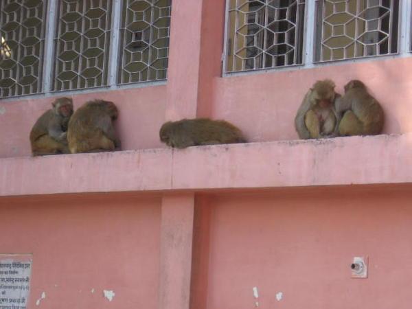 monkeys in Hardiwar