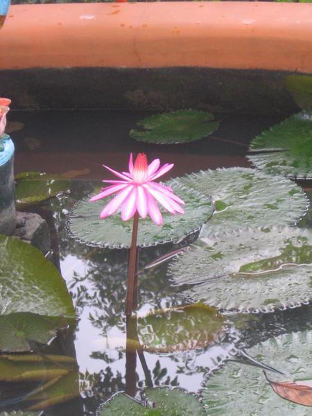 lotus at Sivananda