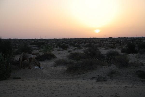 dawn in the desert