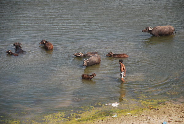 water buffaloe