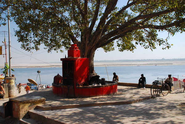 tree and mandir at Assi Ghat