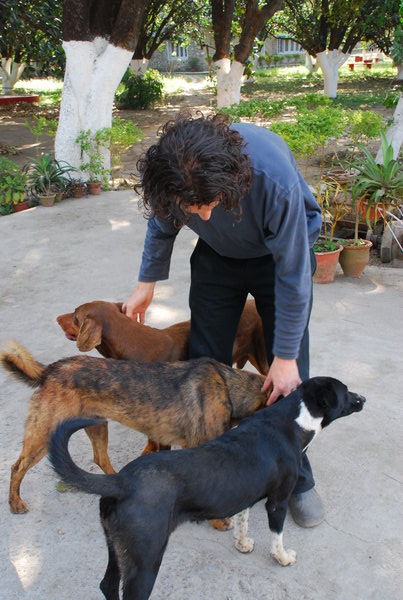 Daniel and dogs
