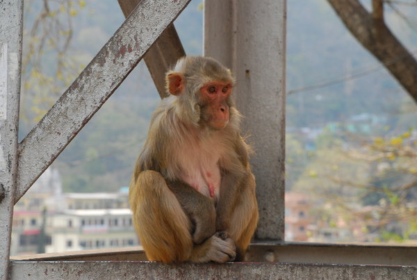 monkey on bridge