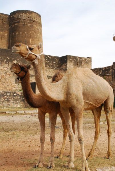 camels and fort