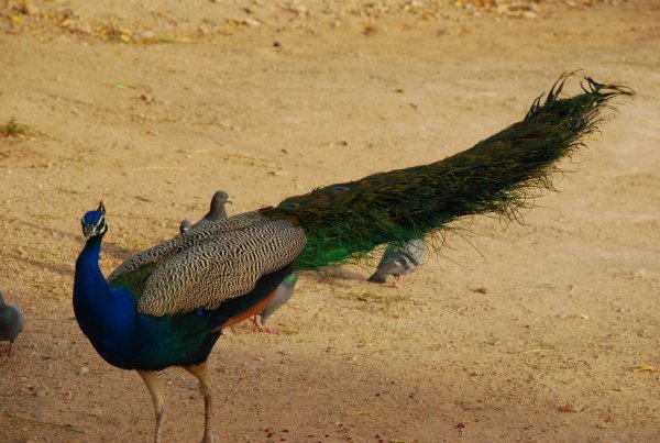 peacock cloesup
