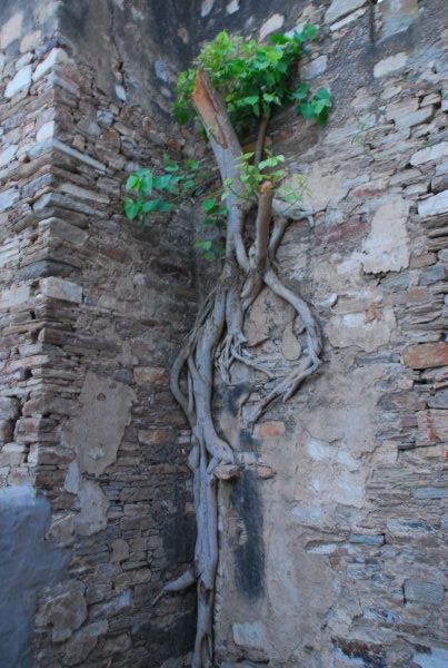 tree on fort wall