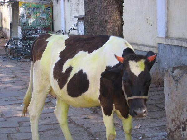 colourful cow