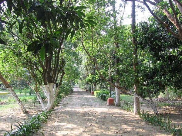 the pathway leading to the temple